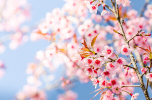 Beautiful pink Sakura flowers cherry blossom blooming at Sakura park.